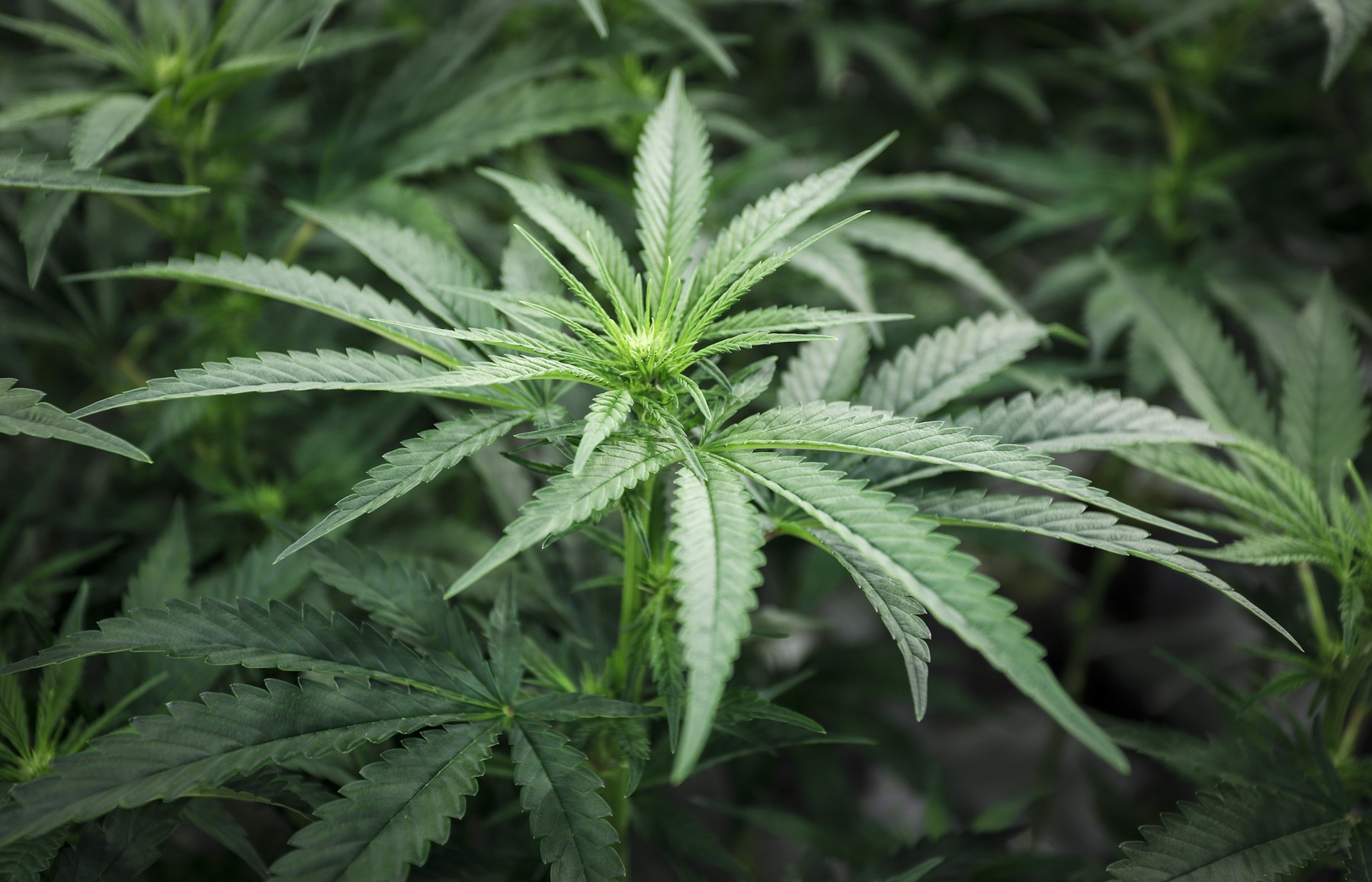 Euforia calificării la Campionatul European. Macedonia de Nord vrea să legaliezeze marijuana