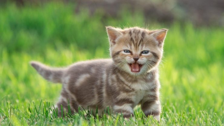 Aplicaţia gratuită care traduce mieunatul pisicii, creată de un fost inginer de la Amazon