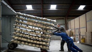 Mutația de coronavirus descoperită la nurci s-a transmis la 214 oameni