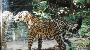 VIDEO. Ce reacții stârnește printre animalele sălbatice o oglindă montată în junglă