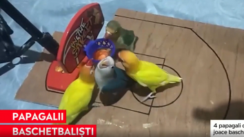 VIRAL. Un videoclip cu papagali jucând baschet face înconjurul internetului
