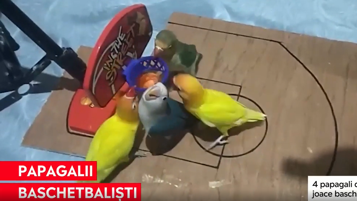 VIRAL. Un videoclip cu papagali jucând baschet face înconjurul internetului