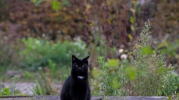 Cei mai superstițioși președinți americani. Trump aruncă sare peste umăr