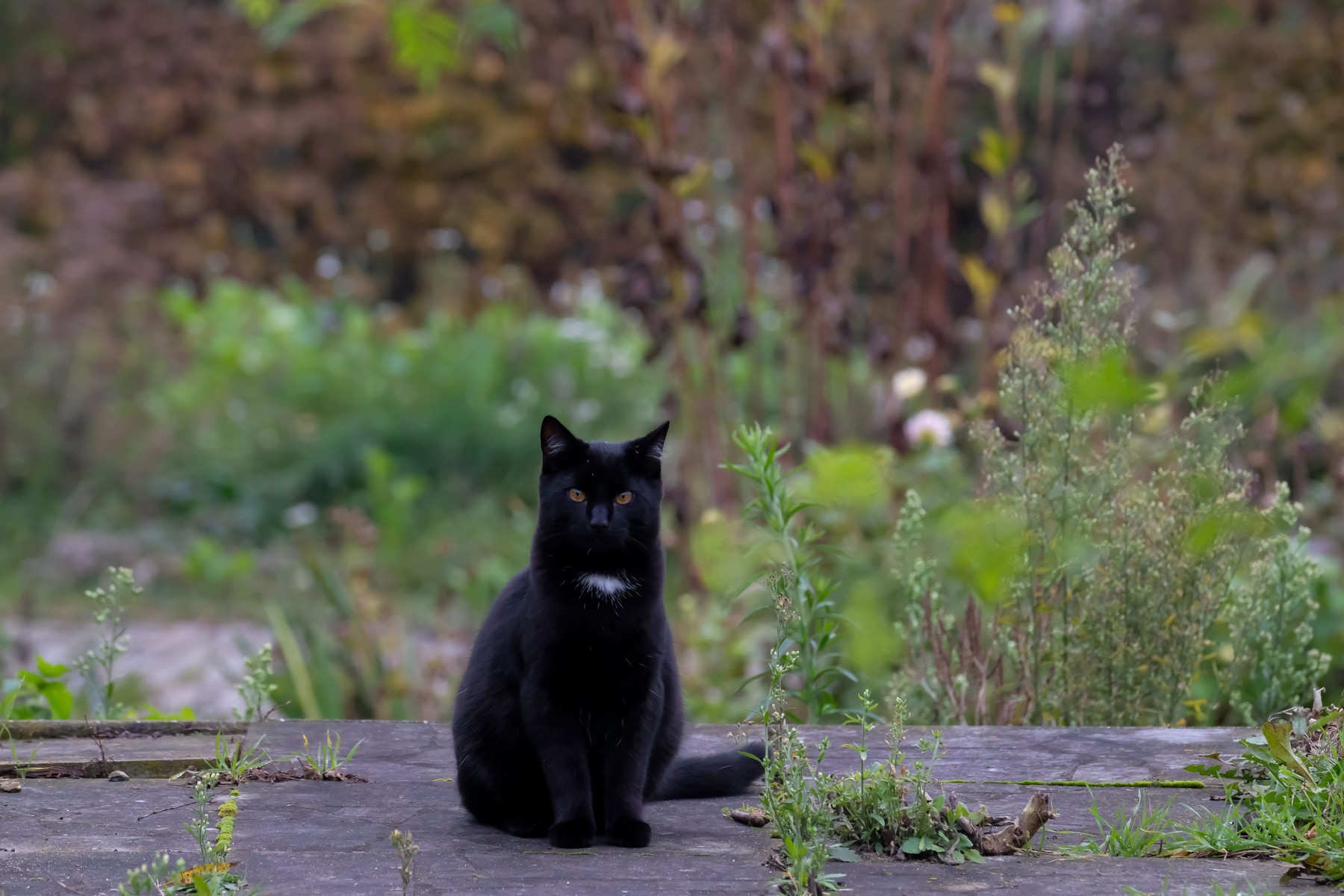 Cei mai superstițioși președinți americani. Trump aruncă sare peste umăr