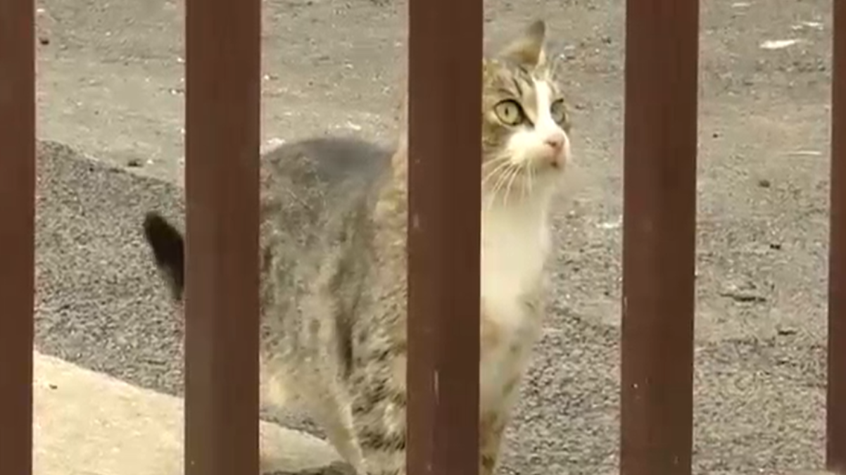 Pisică traficantă de droguri, prinsă de polițiști. Pentru cine transporta animalul de companie stupefiantele