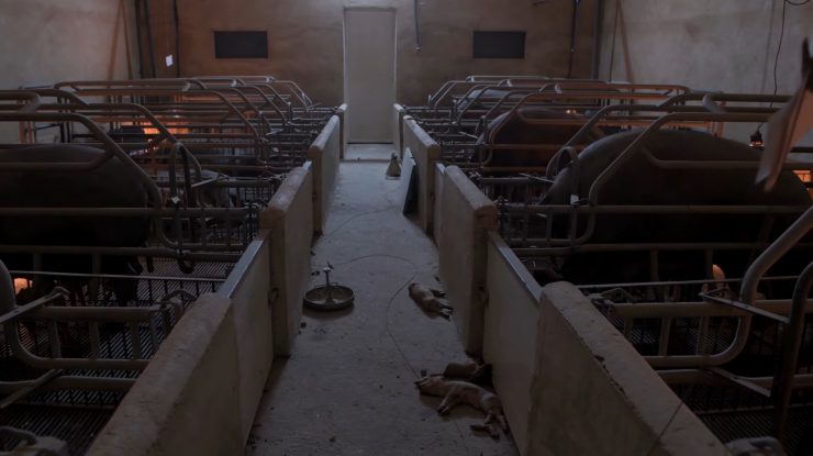 VIDEO. Imagini șocante din fermele de porci spaniole, făcute publice. Cum erau tratate animalele