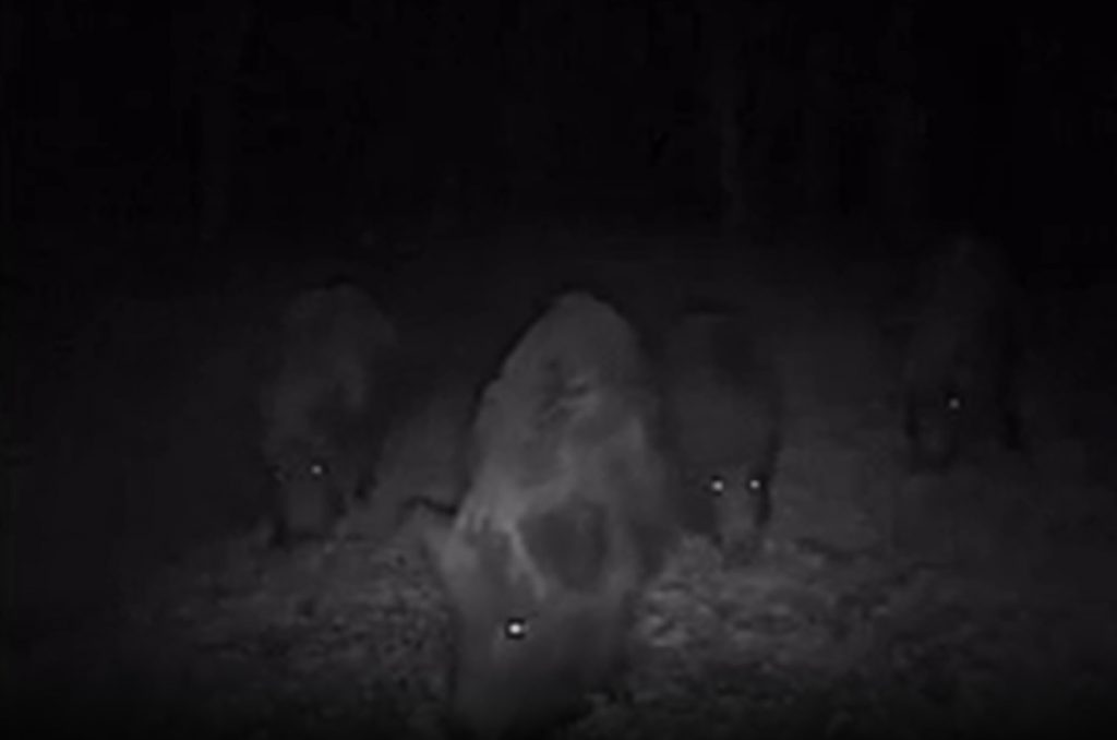 „Frenezie porcină în imagini nocturne“. Cum a fost surprinsă o turmă de porci mistreți, într-o pădure din Neamț. VIDEO