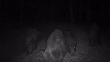 „Frenezie porcină în imagini nocturne“. Cum a fost surprinsă o turmă de porci mistreți, într-o pădure din Neamț. VIDEO