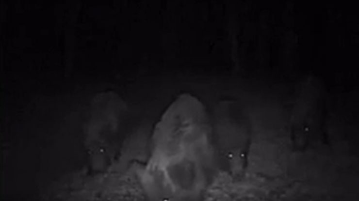 „Frenezie porcină în imagini nocturne“. Cum a fost surprinsă o turmă de porci mistreți, într-o pădure din Neamț. VIDEO