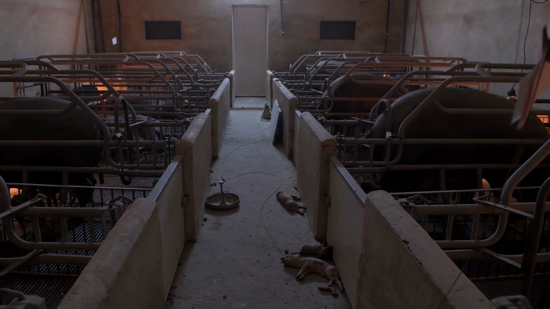 VIDEO. Imagini șocante din fermele de porci spaniole, făcute publice. Cum erau tratate animalele