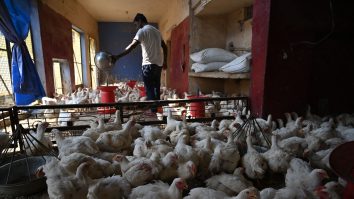 Puiul ieftin vândut la supermarket ar putea conduce la noi pandemii catastrofale. «Covid-19 ar părea neînsemnat»