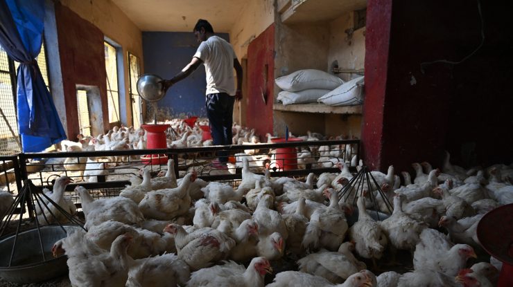 Puiul ieftin vândut la supermarket ar putea conduce la noi pandemii catastrofale. «Covid-19 ar părea neînsemnat»