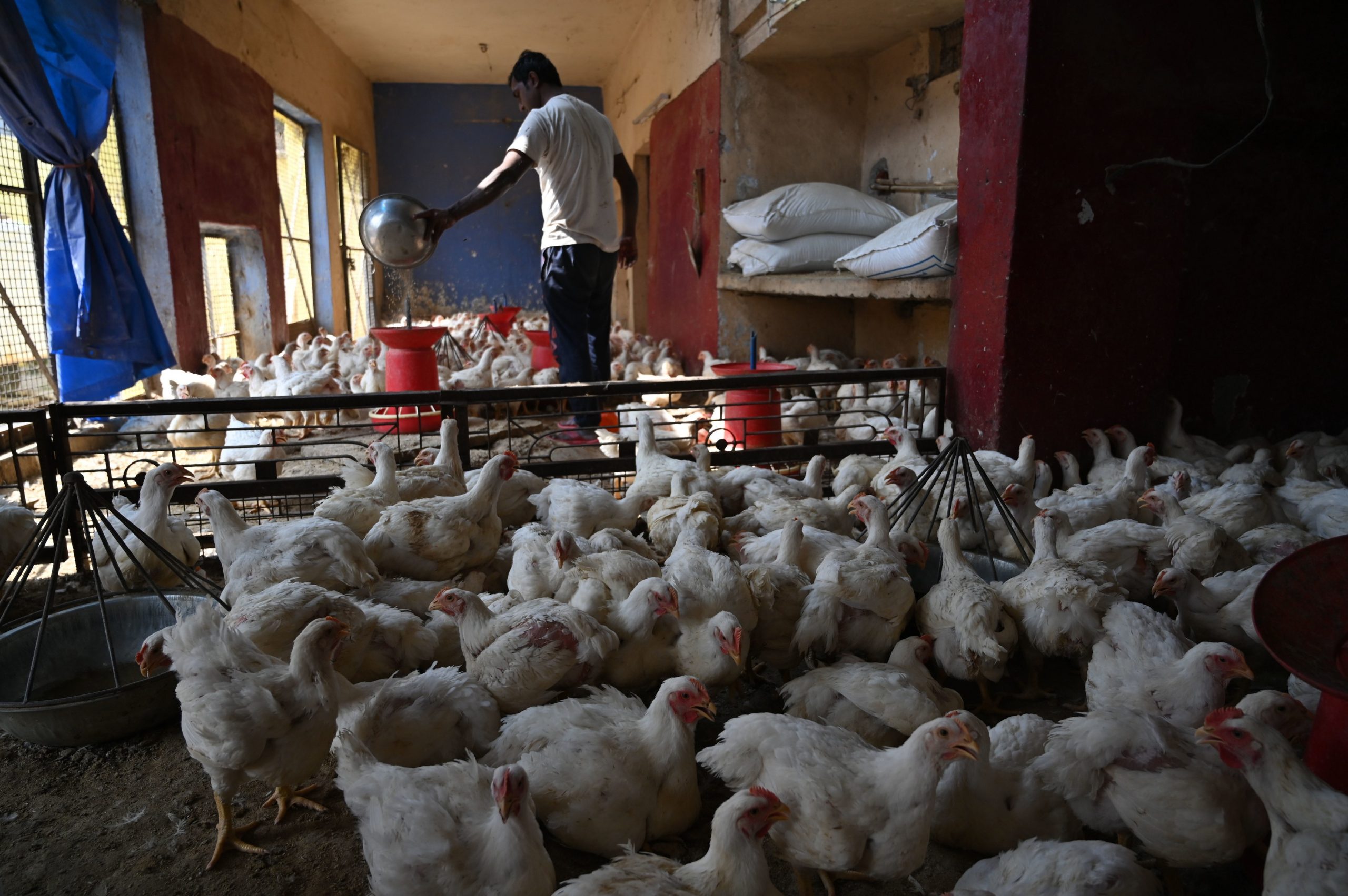 Puiul ieftin vândut la supermarket ar putea conduce la noi pandemii catastrofale. «Covid-19 ar părea neînsemnat»