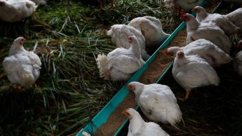 Focar de gripă aviară la o fermă din Marea Britanie. Anunțul făcut de Serviciul de Sănătate Publică