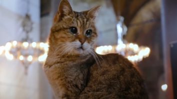 A murit Gli, cea mai cunoscută pisică de la catedrala Hagia Sofia