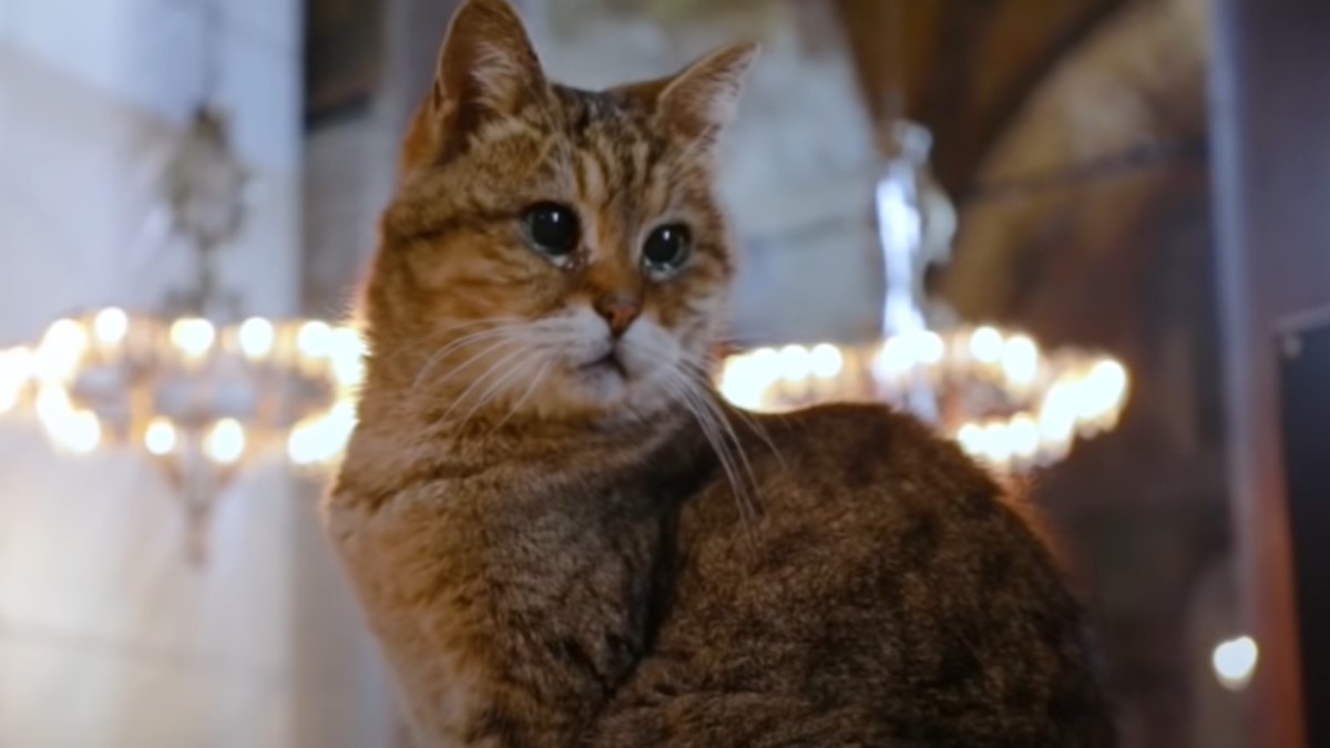 A murit Gli, cea mai cunoscută pisică de la catedrala Hagia Sofia