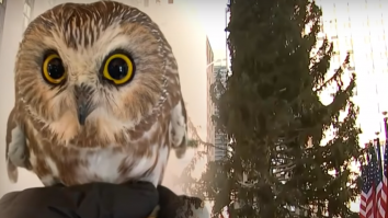 Rocky, bufnița găsită în bradul din Rockefeller Center, a fost eliberată într-o pădure de pini