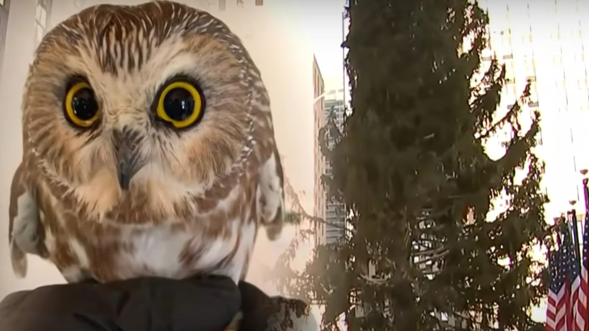 Rocky, bufnița găsită în bradul din Rockefeller Center, a fost eliberată într-o pădure de pini