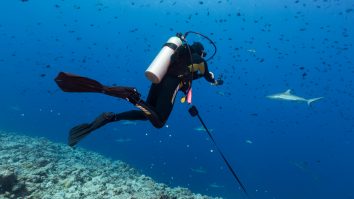 VIDEO. Scafandrul Alexander Schmidt înoată cu sute de pisici de mare