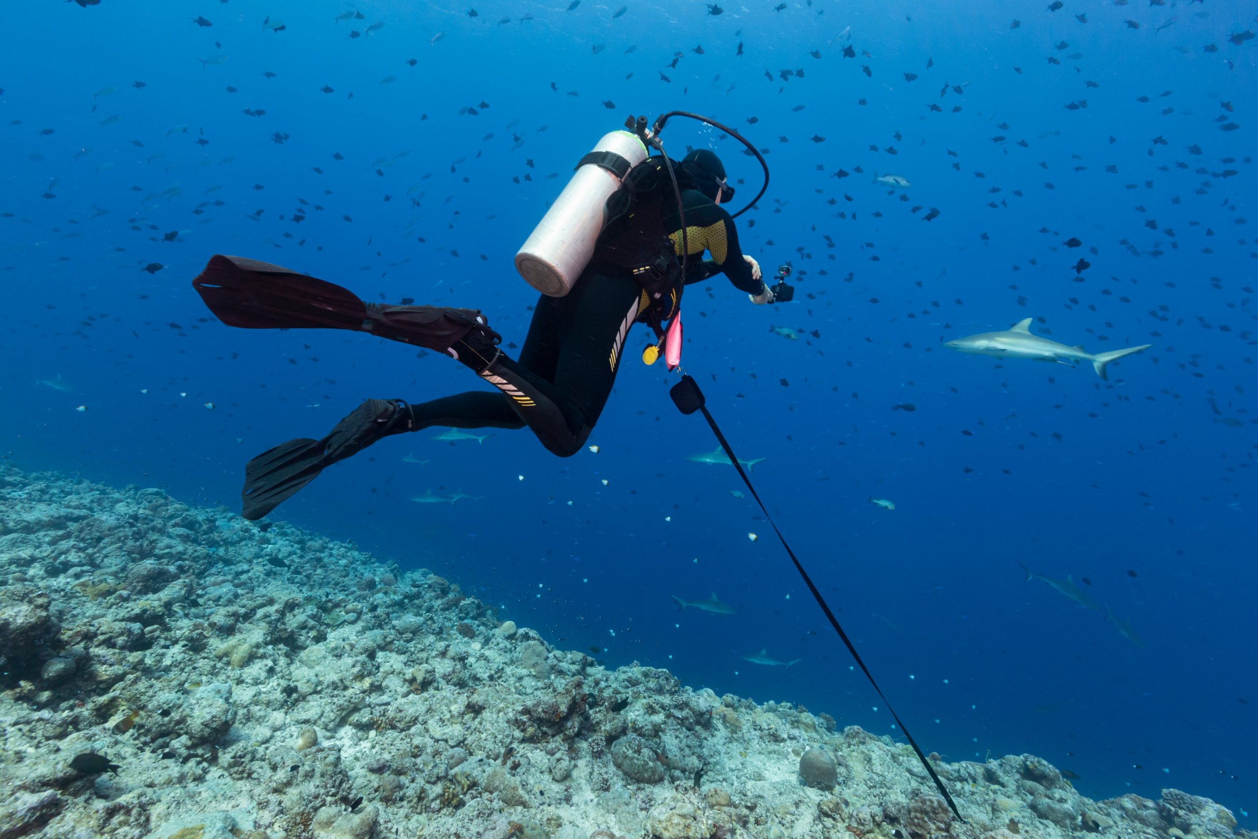 VIDEO. Scafandrul Alexander Schmidt înoată cu sute de pisici de mare