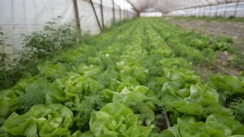 Producătorii locali livrează legume autohtone în supermarketuri în toate lunile anului