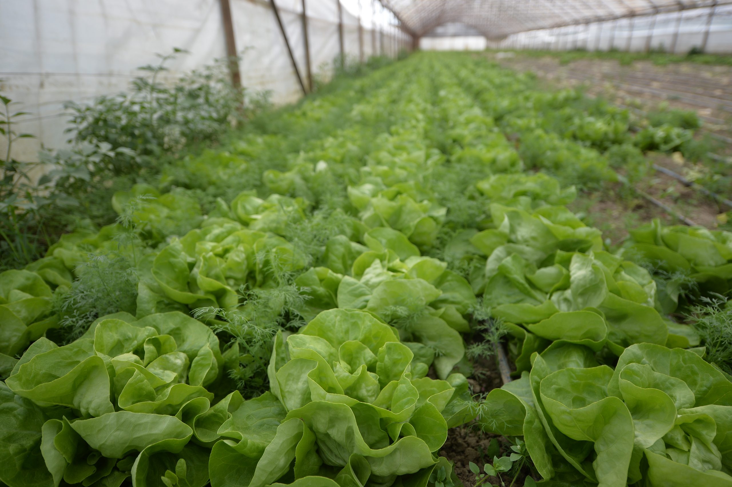 Producătorii locali livrează legume autohtone în supermarketuri în toate lunile anului