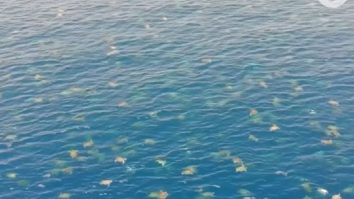 VIDEO. 64.000 de țestoase, surprinse de o dronă în Marea Barieră de Corali