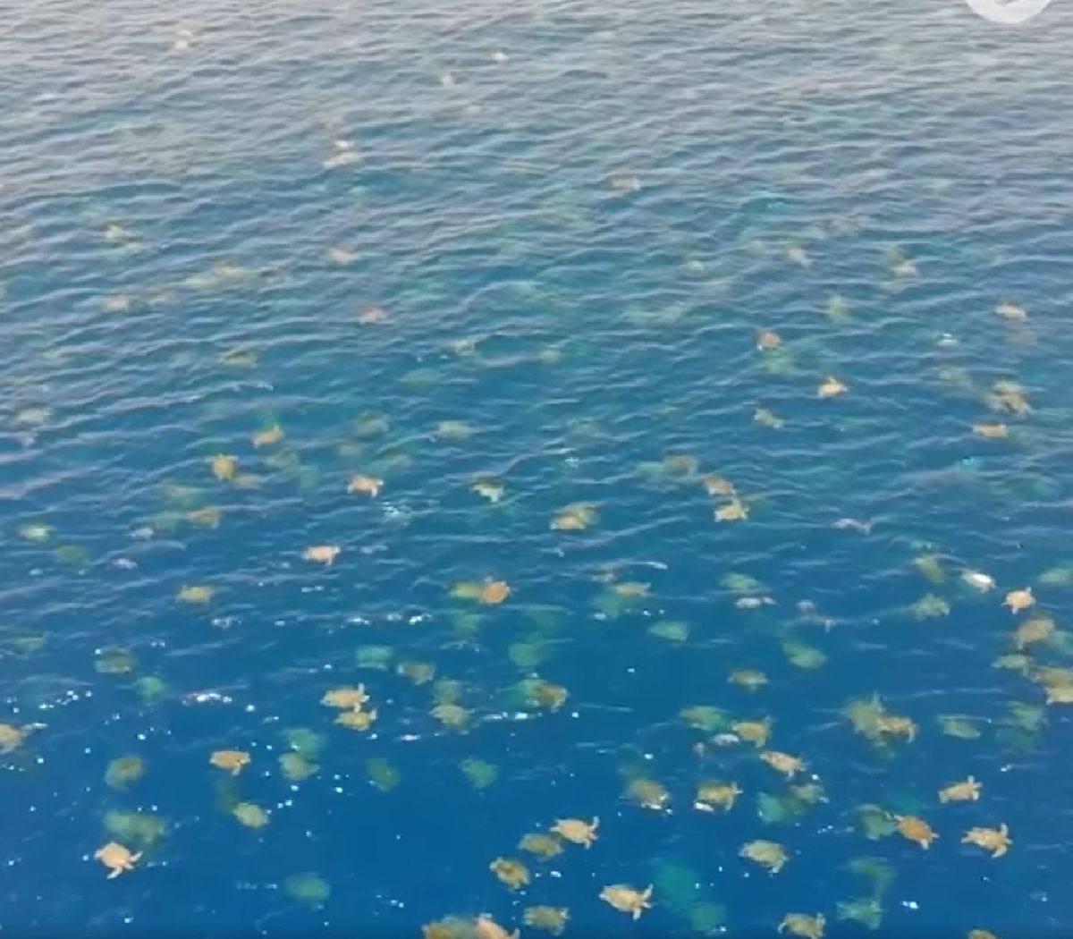 VIDEO. 64.000 de țestoase, surprinse de o dronă în Marea Barieră de Corali