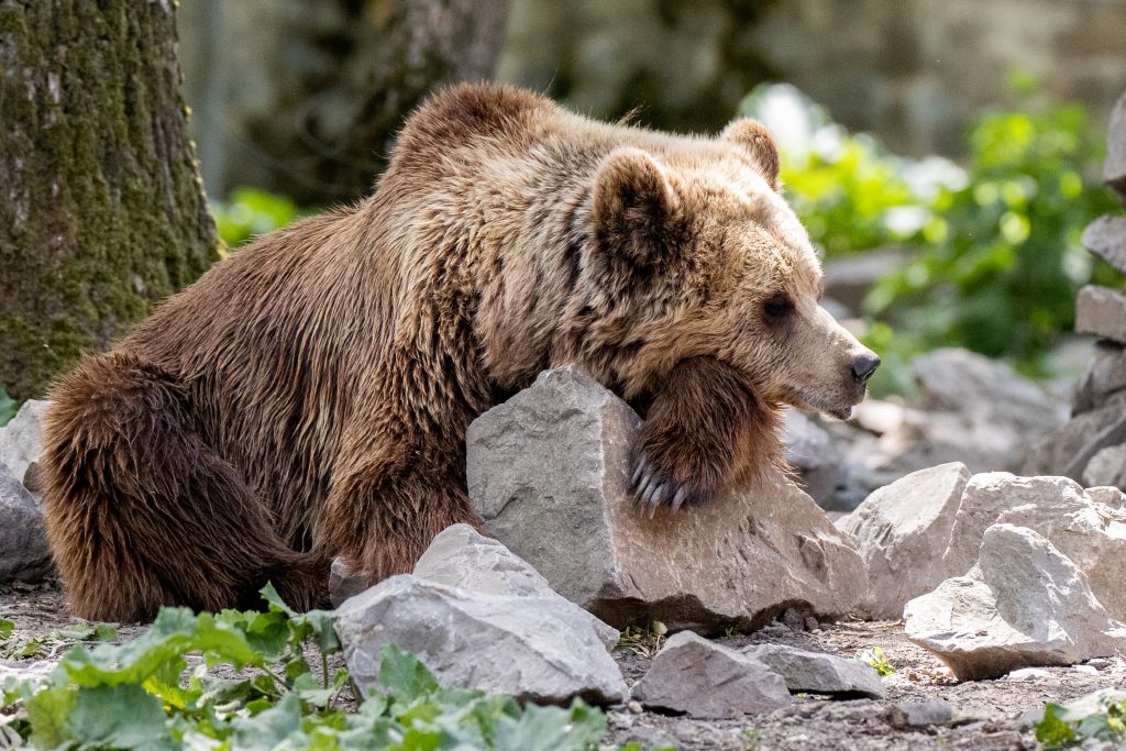 Cum se pregătesc urșii de hibernare. Imagini inedite surprinse în Brașov