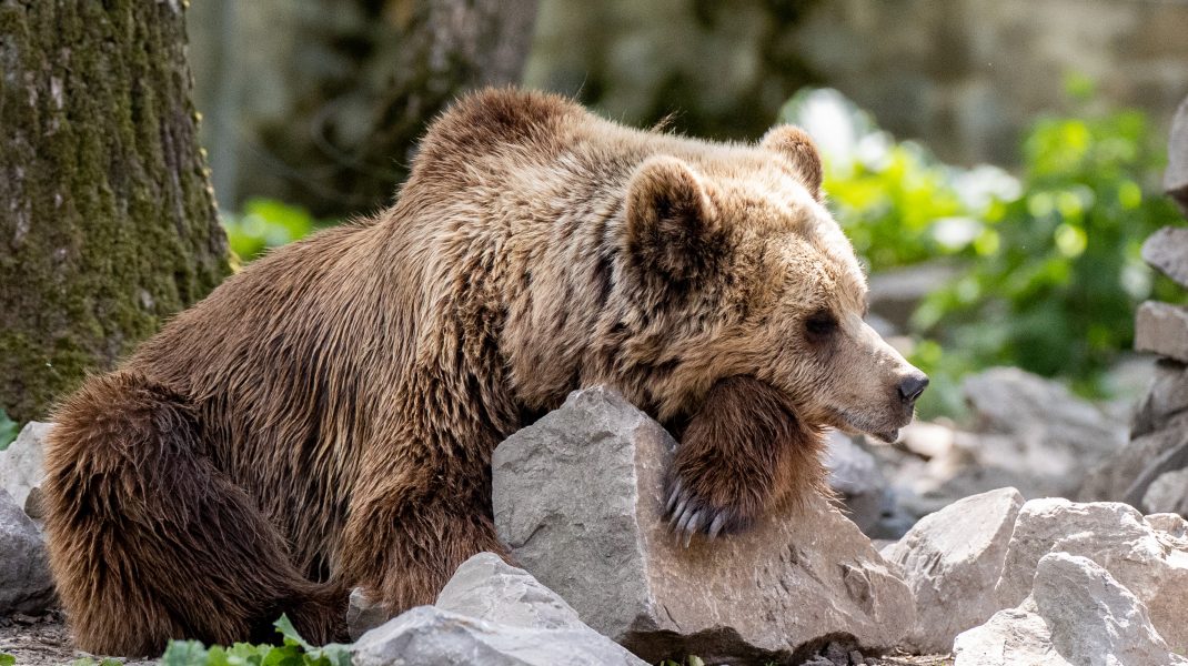 Cum se pregătesc urșii de hibernare. Imagini inedite surprinse în Brașov