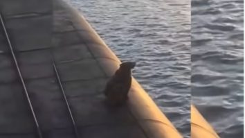 O ursoaică și puiul ei, împușcați după ce au urcat pe un submarin nuclear rusesc