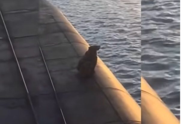 O ursoaică și puiul ei, împușcați după ce au urcat pe un submarin nuclear rusesc