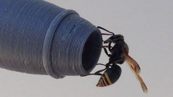 Siguranța avioanelor, amenințată de o viespe. Experți: Ar putea provoca accidente majore