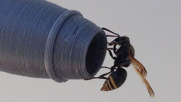 Siguranța avioanelor, amenințată de o viespe. Experți: Ar putea provoca accidente majore
