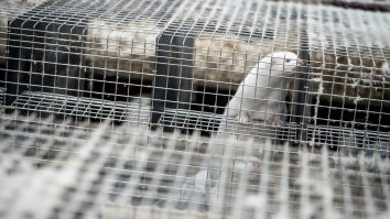 OMS: Șase țări au raportat cazuri de COVID-19 la nurcă. Care este explicația experților