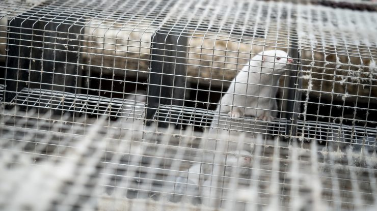 OMS: Șase țări au raportat cazuri de COVID-19 la nurcă. Care este explicația experților