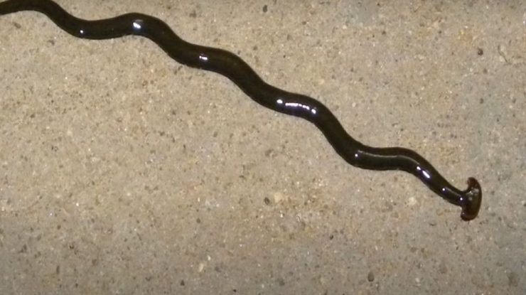 VIDEO. „Ciudățenia naturii” care a provocat confuzie în rândul specialiștilor. „Are o superputere uimitoare: regenerarea”