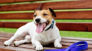 Un cățel fermecat de muzică: s-a oprit să asculte un artist de pe o stradă din New York