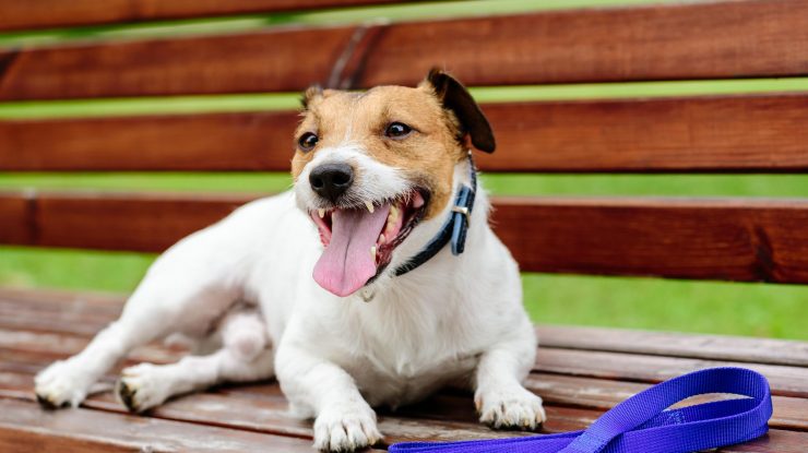 Un cățel fermecat de muzică: s-a oprit să asculte un artist de pe o stradă din New York