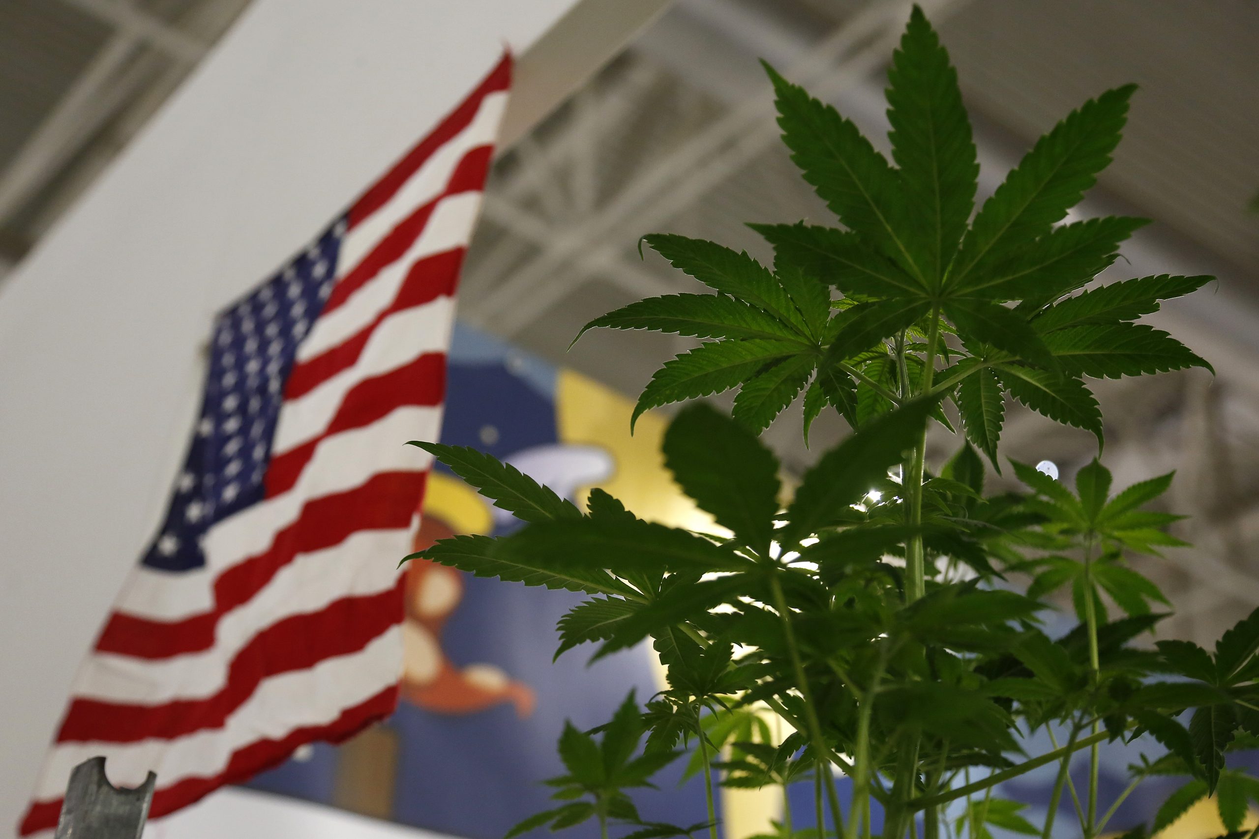 În SUA s-a adoptat un proiect de lege pentru legalizarea marijuanei