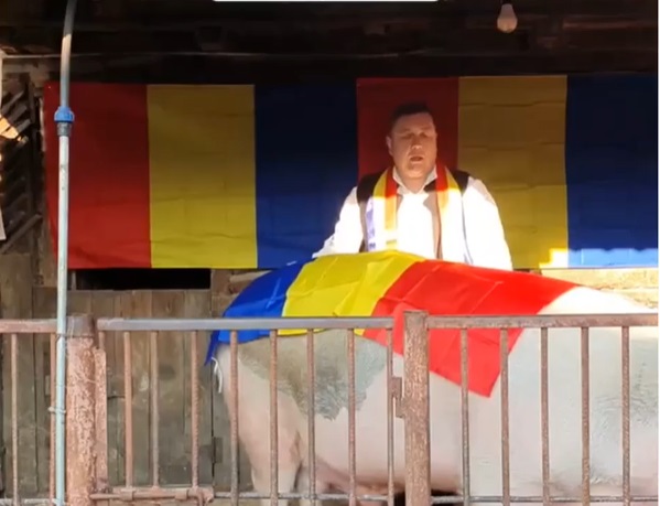 Povestea porcului Gimbirică în vremea Youtube-ului. Clipul a strâns sute de mii de vizualizări