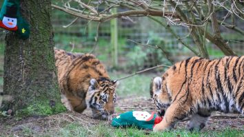 Crăciunul a venit la Grădina Zoo din Lima. Animalele au primit cadouri