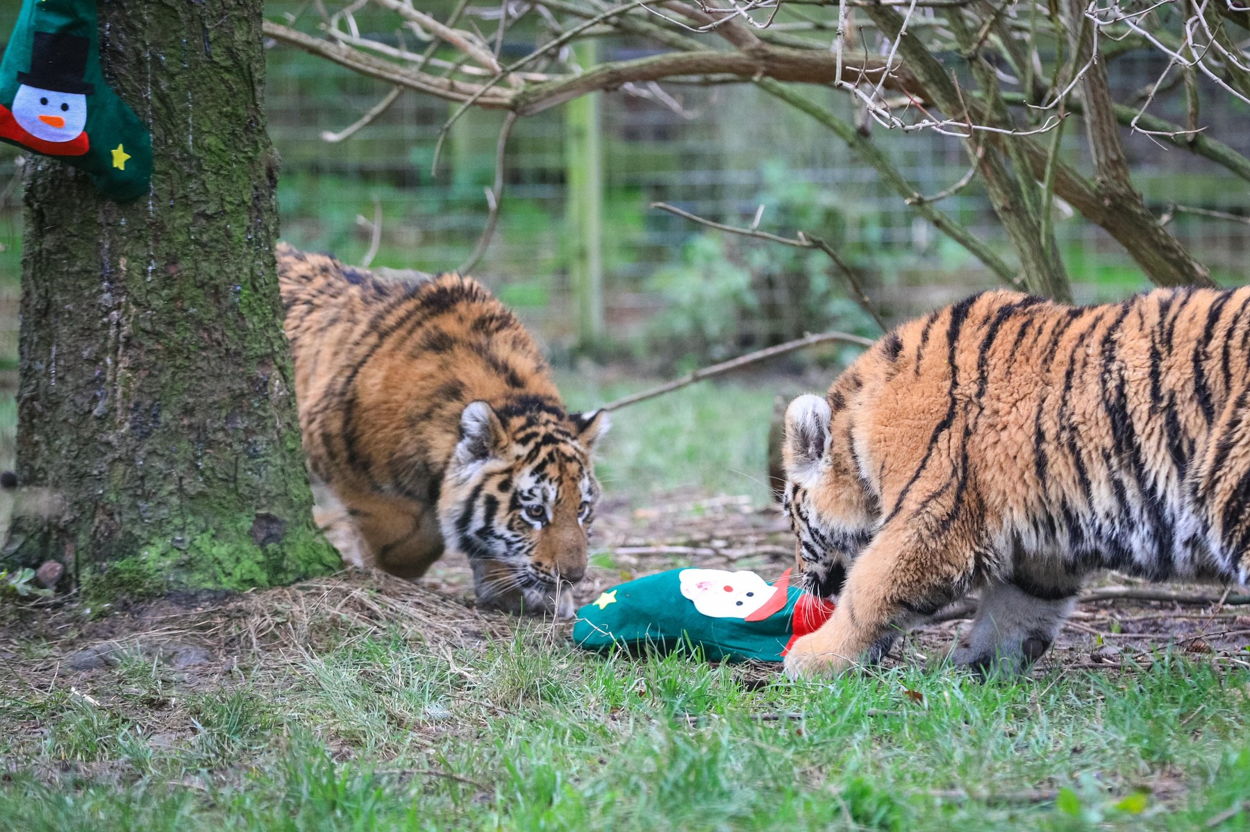 Crăciunul a venit la Grădina Zoo din Lima. Animalele au primit cadouri