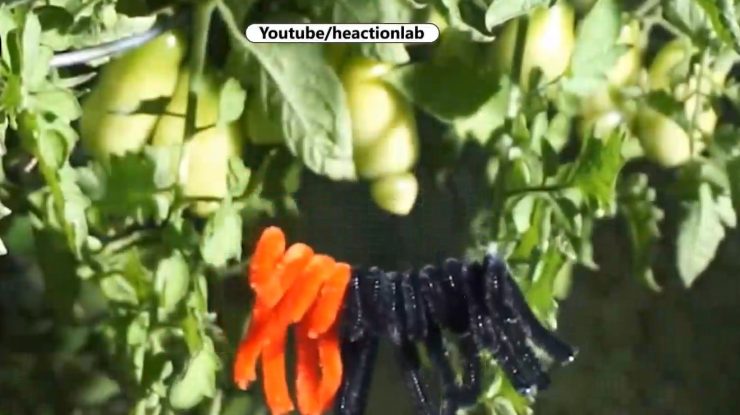 Greutatea la care cedează o pânză de păianjen, în comparație cu o sârmă de oțel