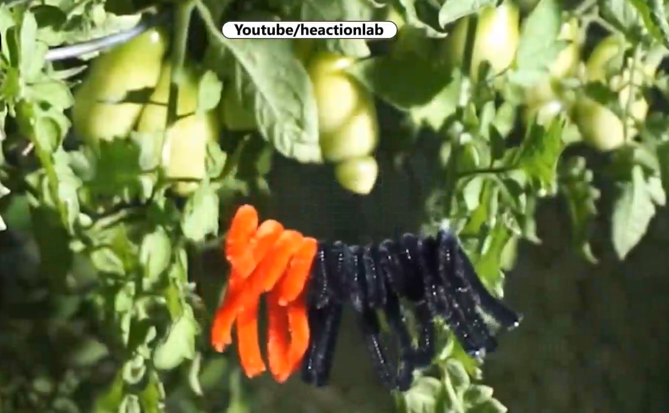 Greutatea la care cedează o pânză de păianjen, în comparație cu o sârmă de oțel