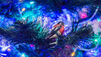 Crăciunul de altă dată într-o expoziție. Cui trimitea Prințul Ghica felicitări de sărbători