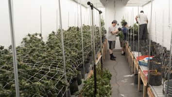 Foști campioni mondiali cu Germania investesc într-o afacere de cannabis, în scopuri medicale