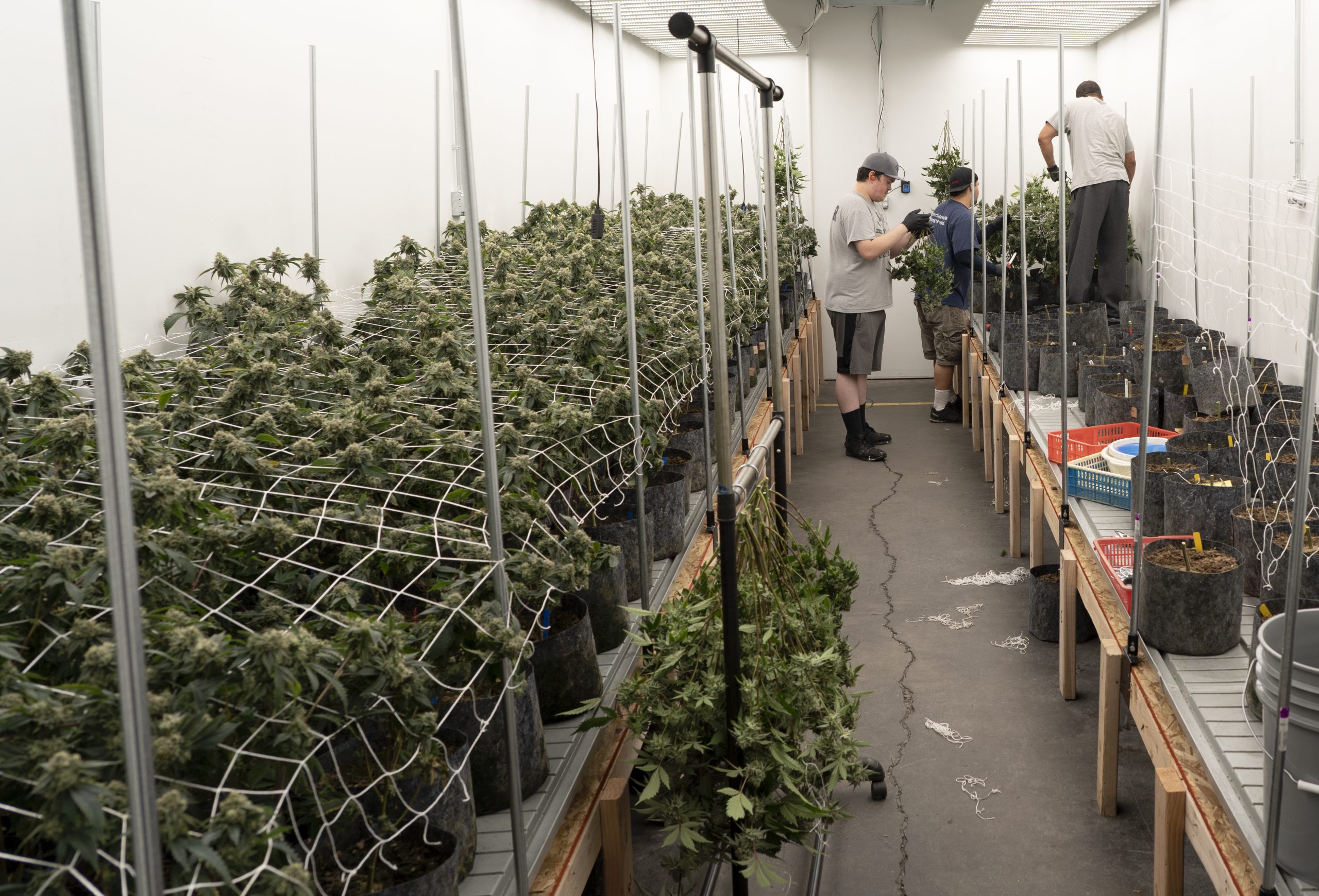 Foști campioni mondiali cu Germania investesc într-o afacere de cannabis, în scopuri medicale