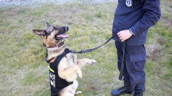 Câinii pot fi antrenaţi pentru a detecta Covid-19. În trecut, au mai depistat malaria și cancerul de colon