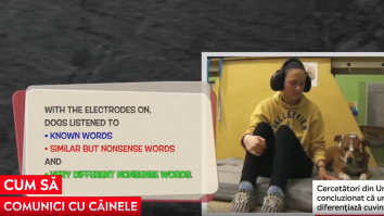 Câinii nu pot diferenția anumite cuvinte. Care este cheia pentru ca un animal să-și înțeleagă stăpânul